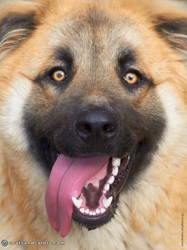 coatsandcolors.com Melanistic Mask black muzzle