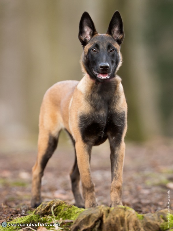 coatsandcolors.com Melanistic Mask extended mask Malinois