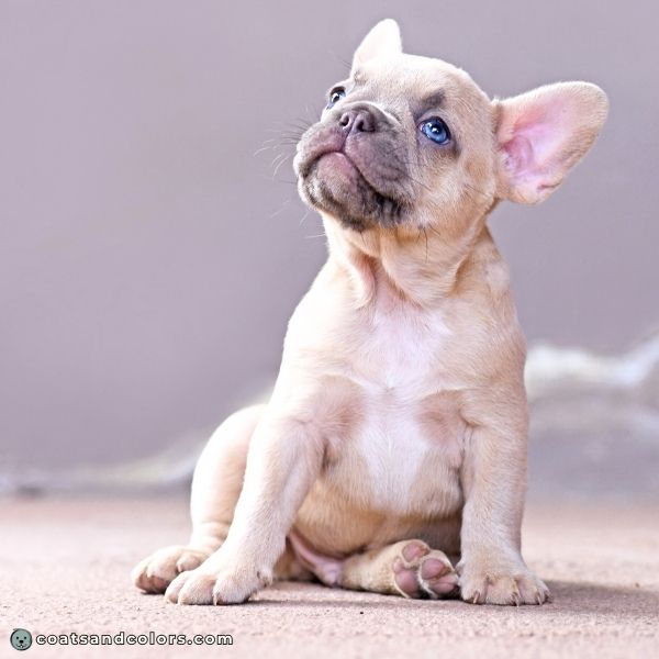 coatsandcolors.com Melanistic Mask lilac mask Frenchie