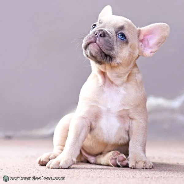 coatsandcolors.com Melanistic Mask lilac mask Frenchie