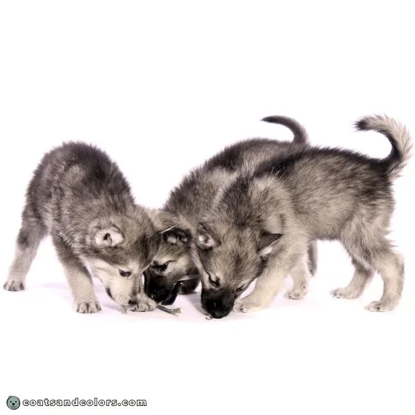 coatsandcolors.com Melanistic Mask puppies
