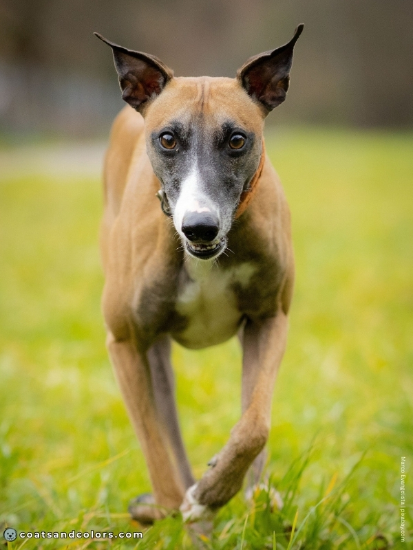 coatsandcolors.com Melanistic Mask sable white Whippet