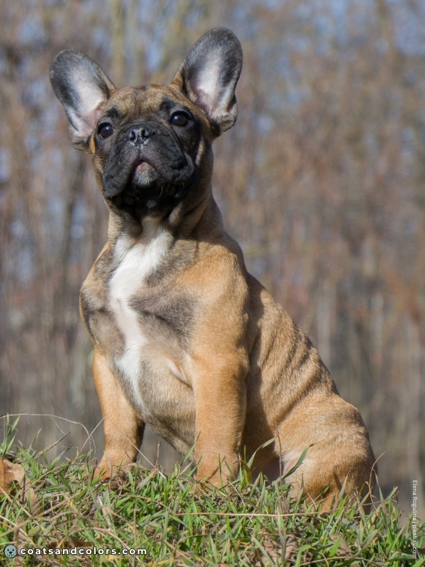 coatsandcolors.com Melanistic Mask ventral shading