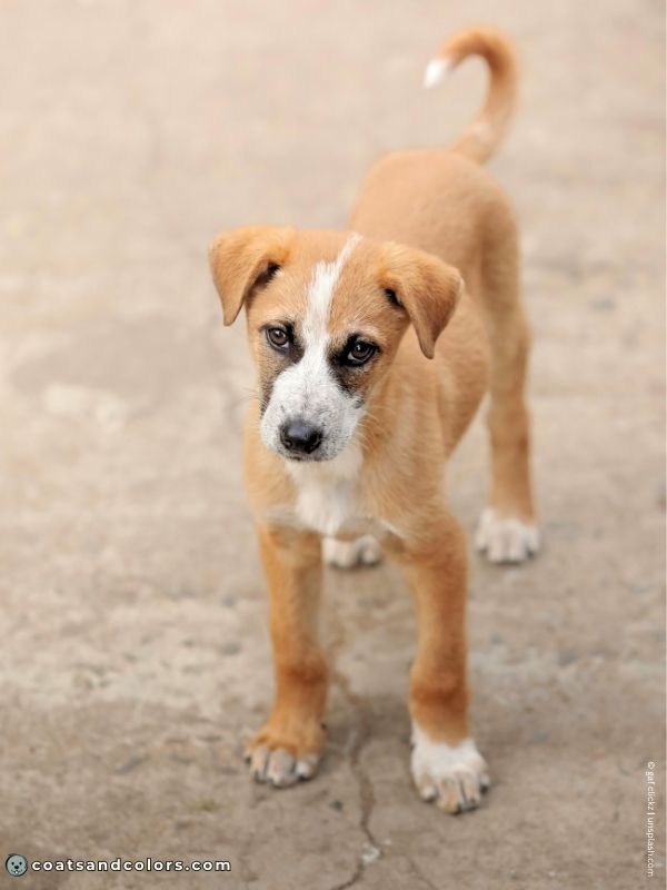 coatsandcolors.com Melanistic Mask white markings