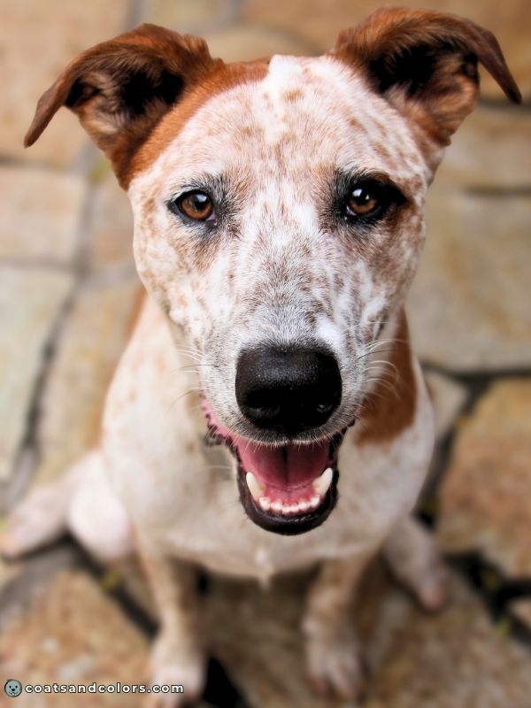 coatsandcolors.com Melanistic Mask whitehead ticking