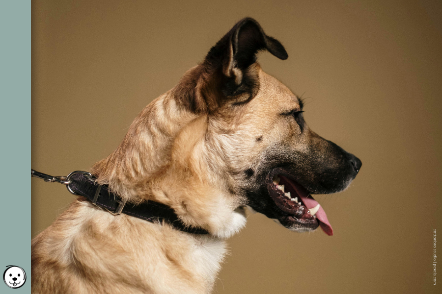 coatsandcolors.com Melanistic Masks 900x600 1