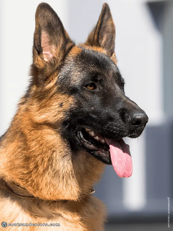 coatsandcolors.com Melanistic Masks GSD