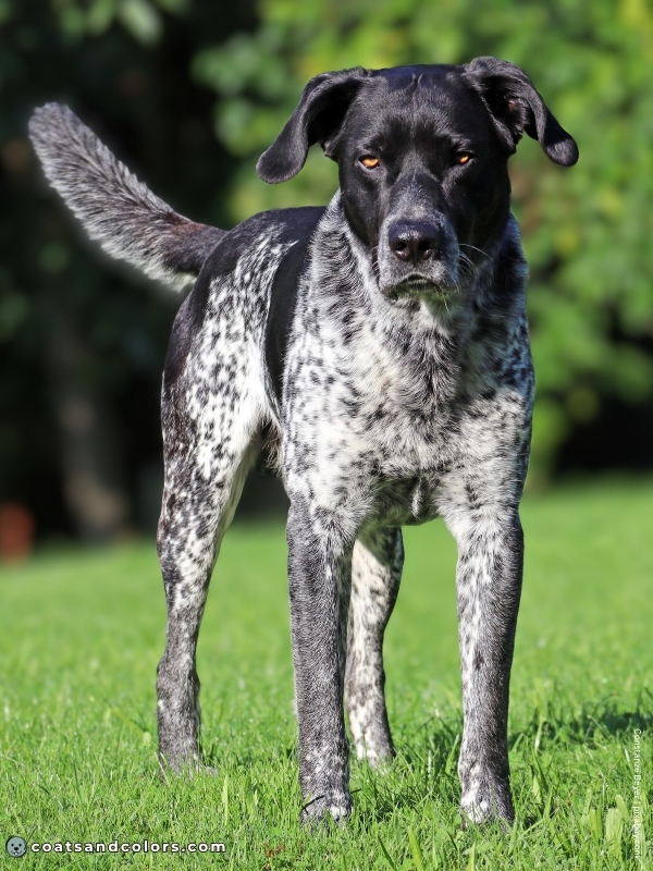 coatsandcolors.com Merle vs Ticking black white mottled