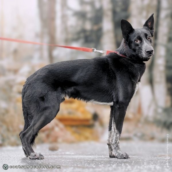 coatsandcolors.com Merle vs Ticking black white roan