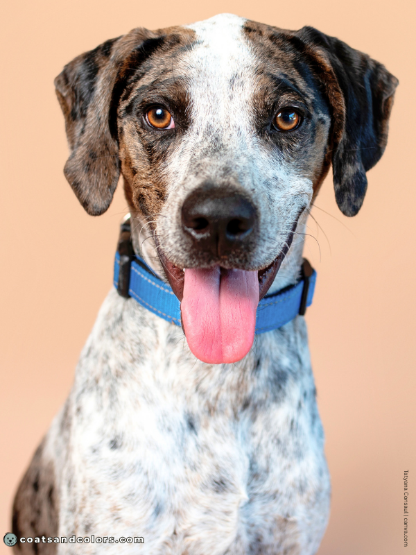 coatsandcolors.com Merle vs Ticking both seal merle white ticked