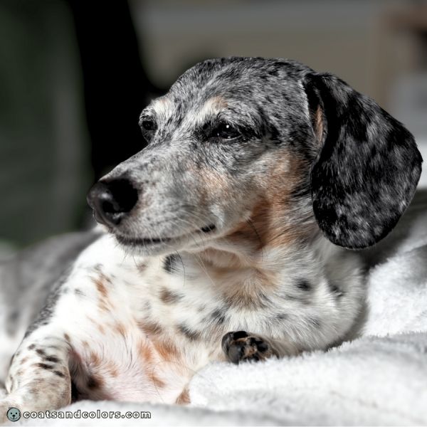 coatsandcolors.com Merle vs Ticking tboth black tri dapple ticked Dachshund