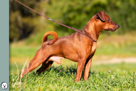 coatsandcolors.com Miniature Pinscher Colors 900x600 1