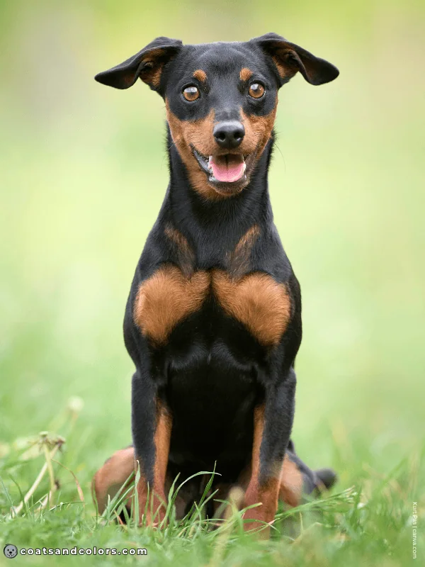 coatsandcolors.com Miniature Pinscher Colors Black and Tan 2
