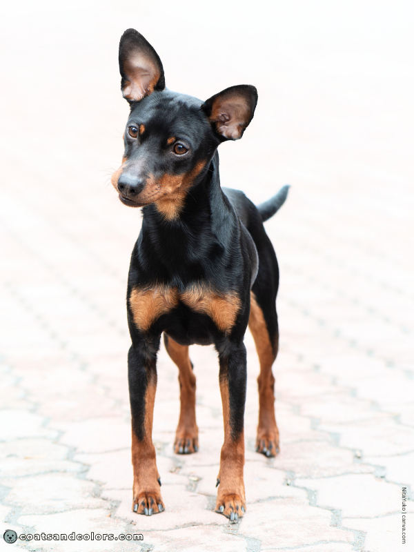 coatsandcolors.com Miniature Pinscher Colors Black and Tan 3