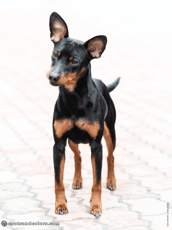 coatsandcolors.com Miniature Pinscher Colors Black and Tan 3