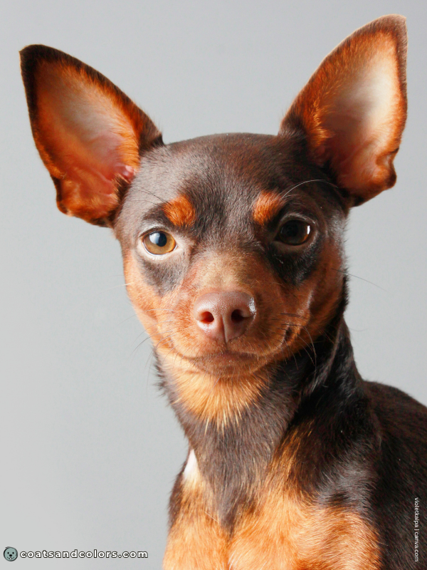 coatsandcolors.com Miniature Pinscher Colors Chocolate and Tan 1