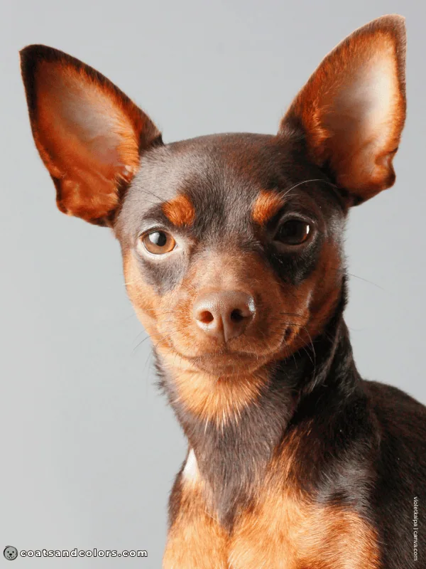 coatsandcolors.com Miniature Pinscher Colors Chocolate and Tan 1