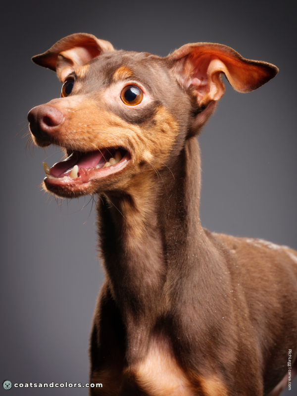 coatsandcolors.com Miniature Pinscher Colors Chocolate and Tan 2