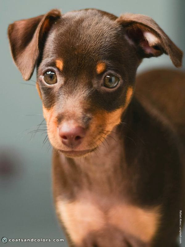 coatsandcolors.com Miniature Pinscher Colors Chocolate and Tan 3