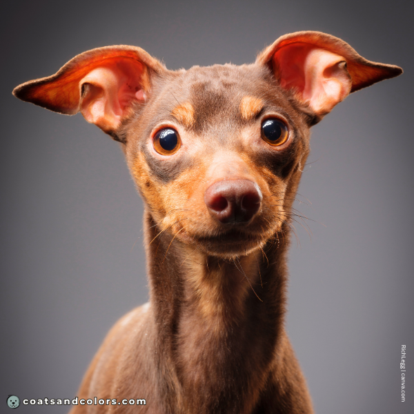 coatsandcolors.com Miniature Pinscher Colors bae color chocolate