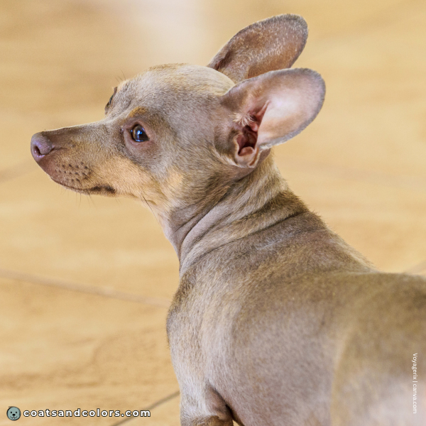 coatsandcolors.com Miniature Pinscher Colors bae color diluted chocolate