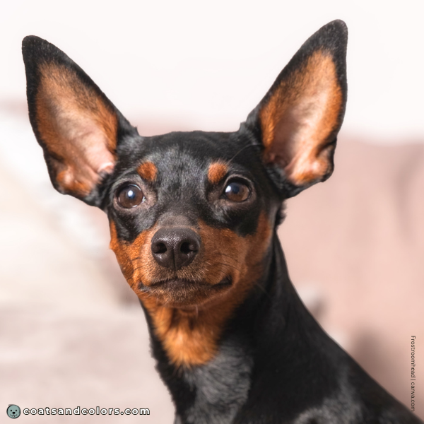 coatsandcolors.com Miniature Pinscher Colors base color black
