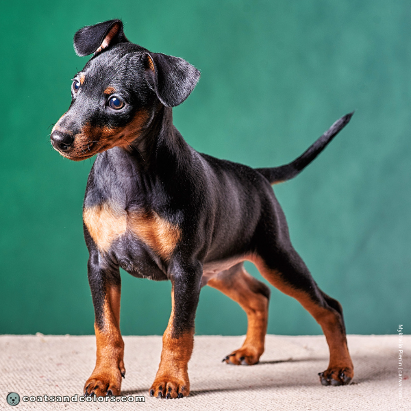 coatsandcolors.com Miniature Pinscher Colors base color toe pencilling