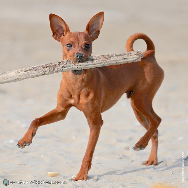 coatsandcolors.com Miniature Pinscher Colors base pattern sable