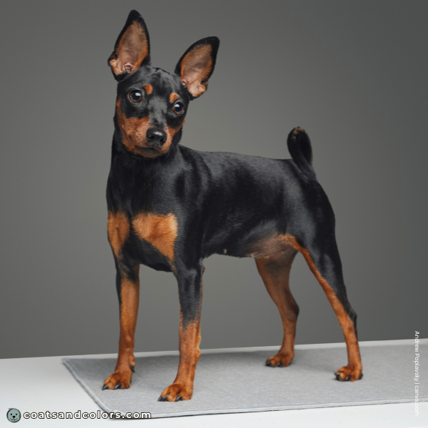 coatsandcolors.com Miniature Pinscher Colors base pattern tan point