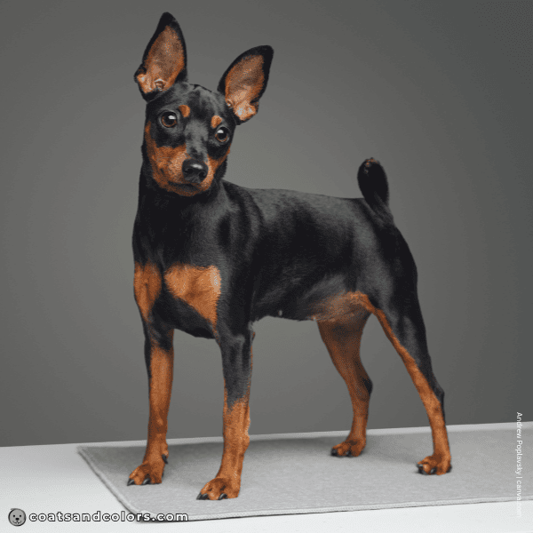 coatsandcolors.com Miniature Pinscher Colors base pattern tan point