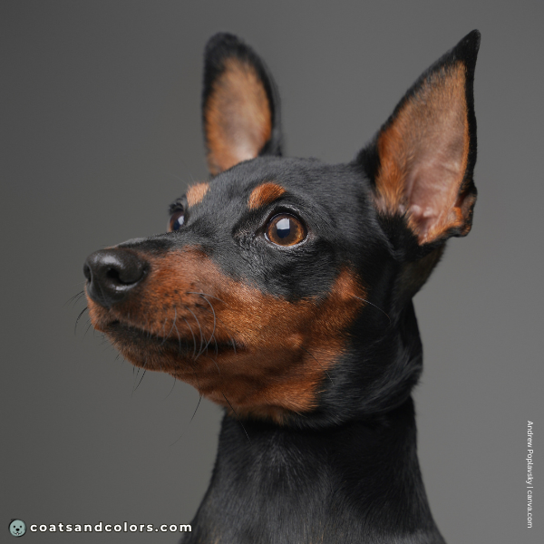 coatsandcolors.com Miniature Pinscher Colors black eye color