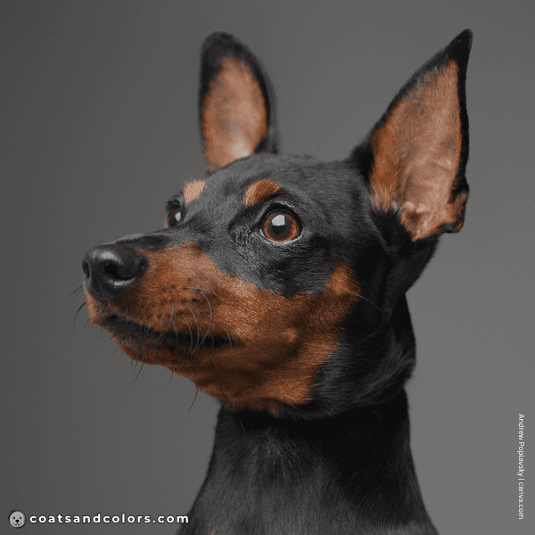 coatsandcolors.com Miniature Pinscher Colors black eye color