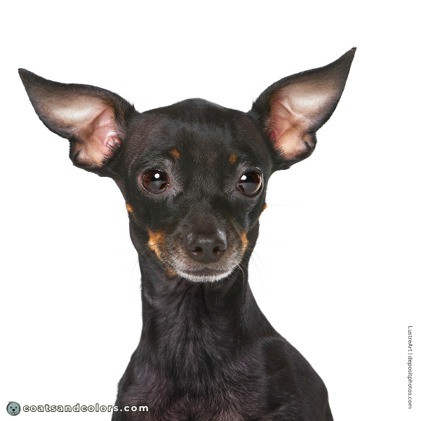 coatsandcolors.com Miniature Pinscher Colors black mask