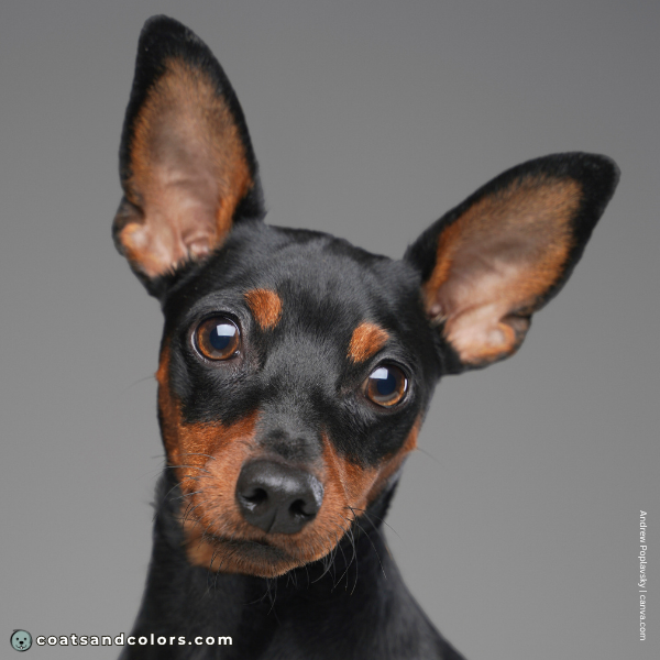 coatsandcolors.com Miniature Pinscher Colors black nose
