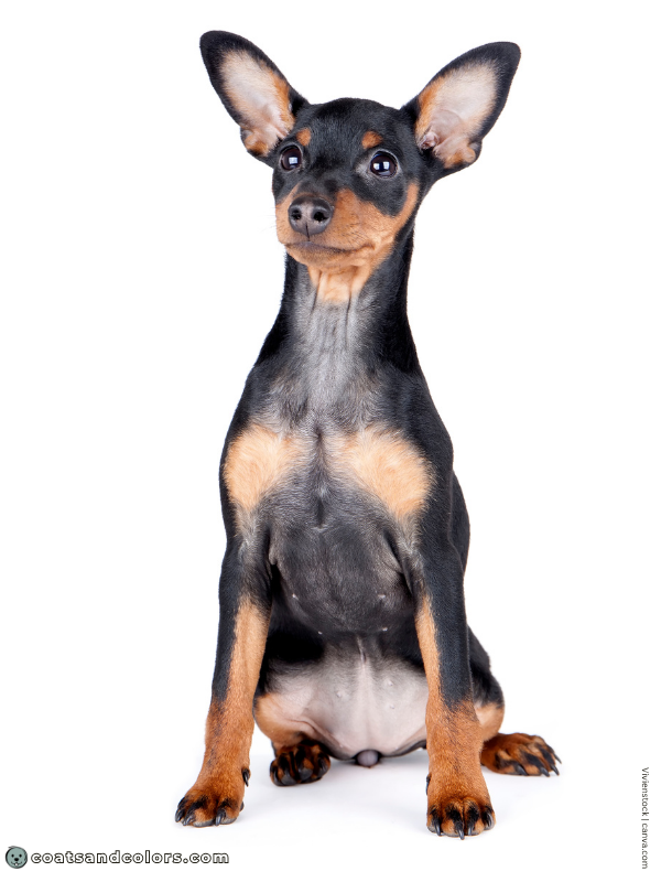 coatsandcolors.com Miniature Pinscher Colors chest balding 1