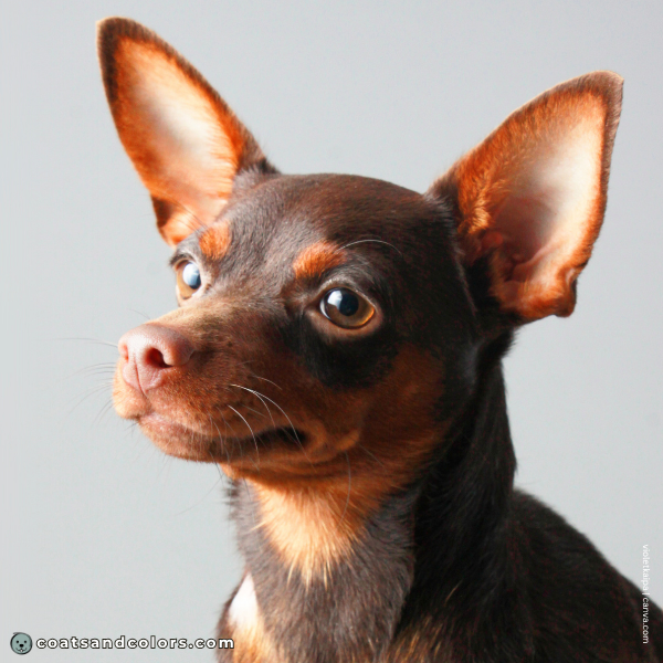 coatsandcolors.com Miniature Pinscher Colors choco eye color