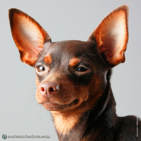 coatsandcolors.com Miniature Pinscher Colors choco nose