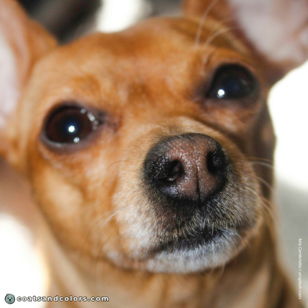 coatsandcolors.com Miniature Pinscher Colors clear red snow nose