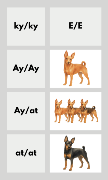 coatsandcolors.com Miniature Pinscher Colors color chart EE
