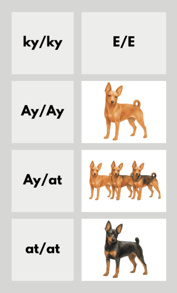 coatsandcolors.com Miniature Pinscher Colors color chart EE