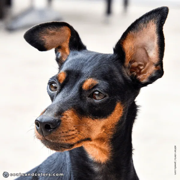 coatsandcolors.com Miniature Pinscher Colors dark brown eyes 2