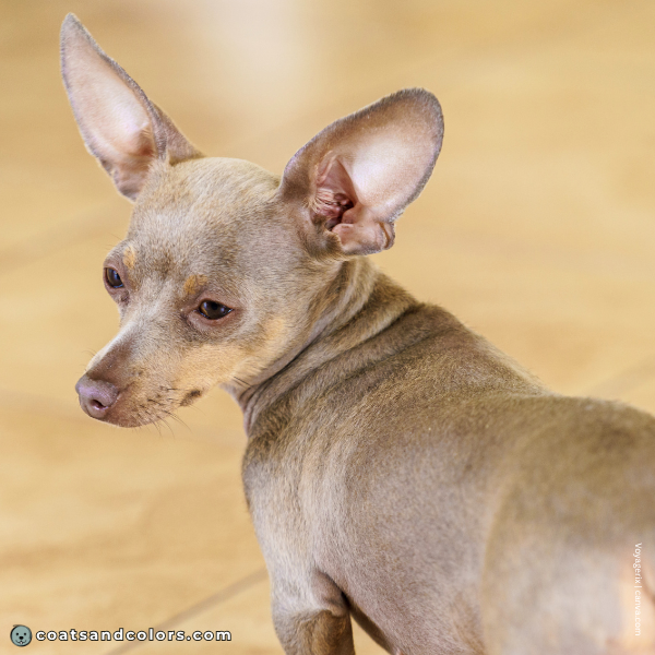 coatsandcolors.com Miniature Pinscher Colors faulty color lilac tan