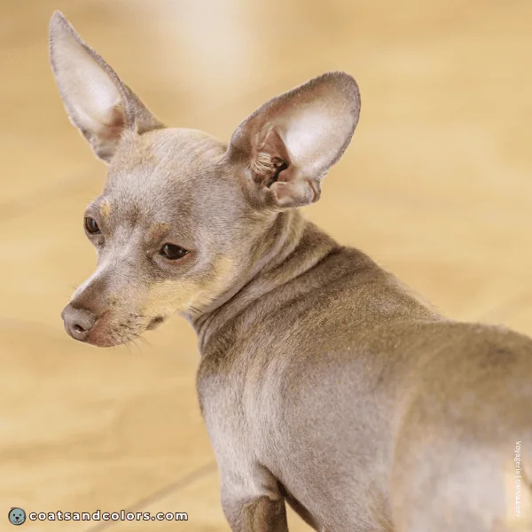 coatsandcolors.com Miniature Pinscher Colors faulty color lilac tan