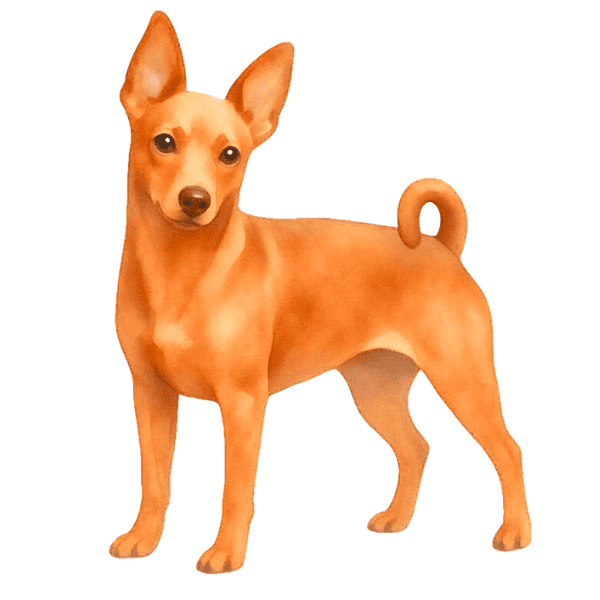 coatsandcolors.com Miniature Pinscher Colors illustrated choco fawn 1b