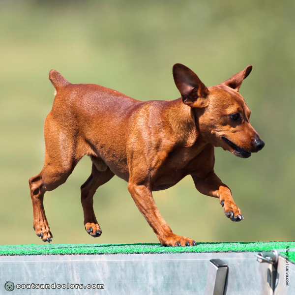 coatsandcolors.com Miniature Pinscher Colors intensity 1