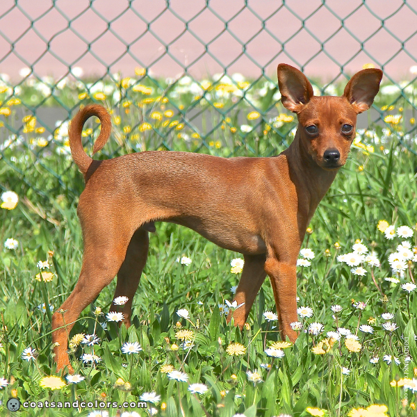 coatsandcolors.com Miniature Pinscher Colors intensity 2