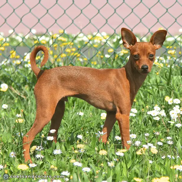 coatsandcolors.com Miniature Pinscher Colors intensity 2