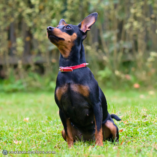 coatsandcolors.com Miniature Pinscher Colors markings 3black nose