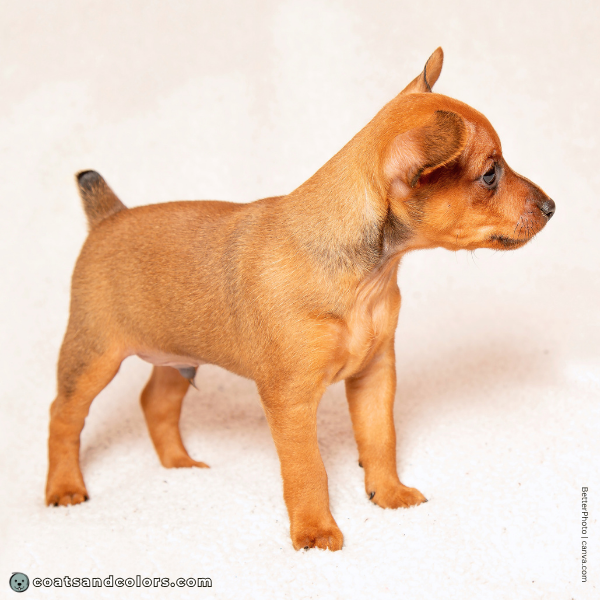 coatsandcolors.com Miniature Pinscher Colors older puppy red