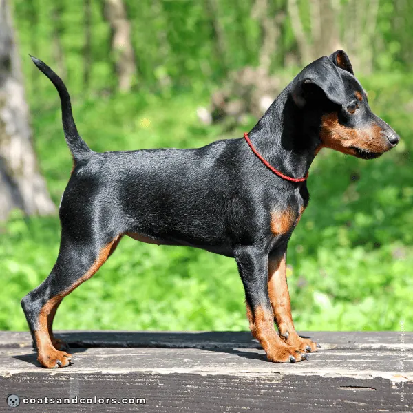 coatsandcolors.com Miniature Pinscher Colors points intensity